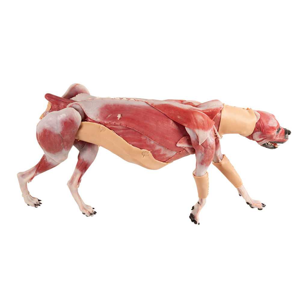 Canine Surgical Model