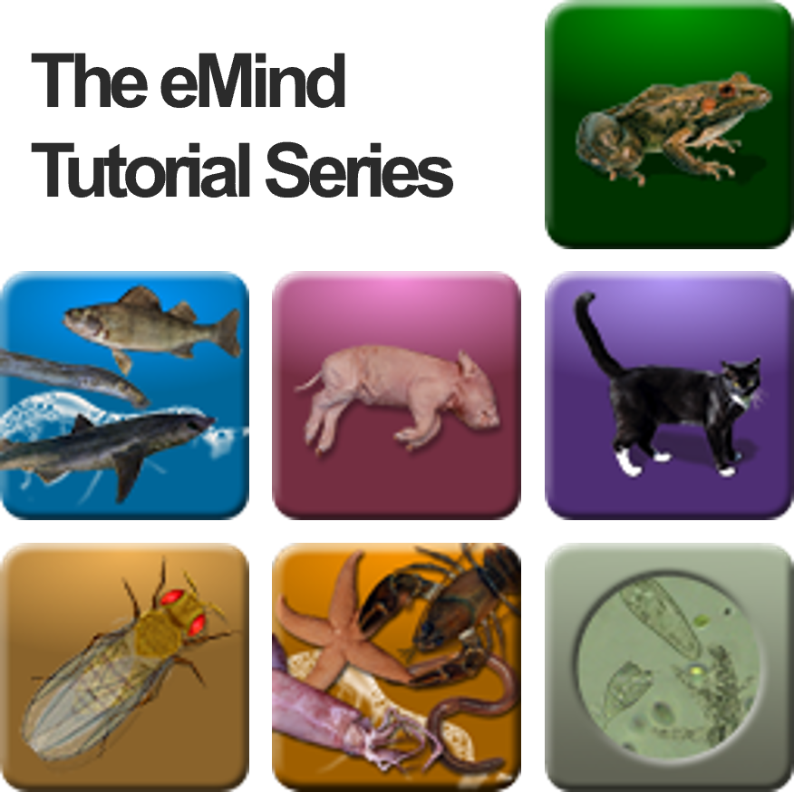 The eMind Tutorial Series